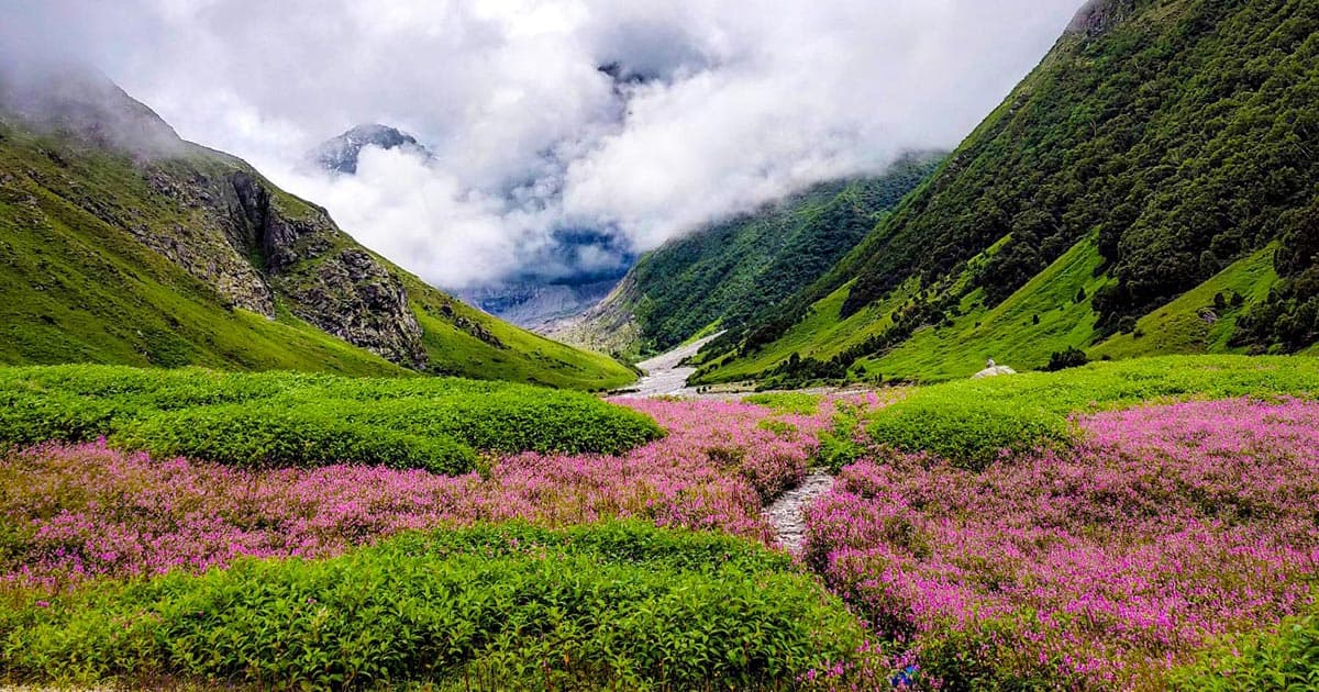 Where Every Trail Blooms