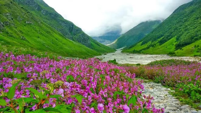 Valley of Flowers View 3